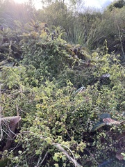 Lygodium microphyllum