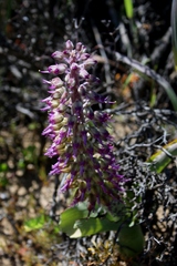 Lachenalia violacea