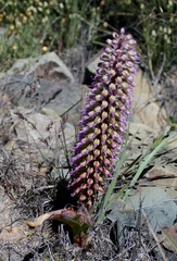 Lachenalia violacea
