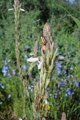 Trichocneorane lineata