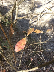 Rhododendron canescens
