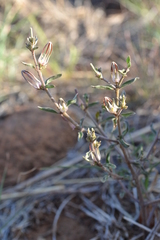 Brachystelma circinatum
