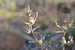 Brachystelma circinatum