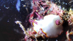 Goniobranchus sinensis