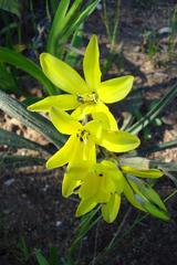 Sparaxis grandiflora acutiloba