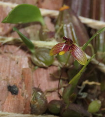 Bulbophyllum johnsonii