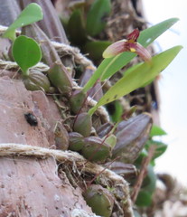 Bulbophyllum johnsonii