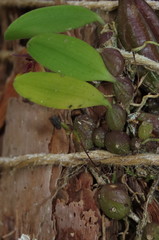Bulbophyllum johnsonii