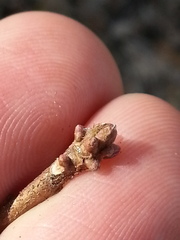 Rhododendron canescens