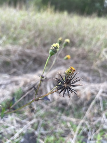 Bidens pilosa