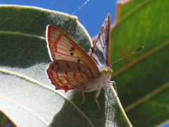 Hypochrysops ignitus