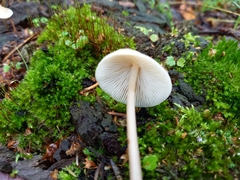 Mycena