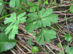 Corydalis emanueli