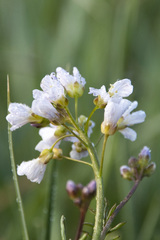 Cardamine pratensis matthioli