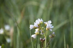 Cardamine pratensis matthioli