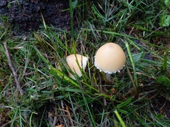 Candolleomyces candolleanus