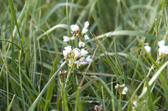 Cardamine pratensis matthioli