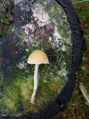 Candolleomyces candolleanus