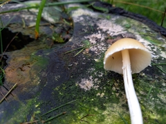 Candolleomyces candolleanus