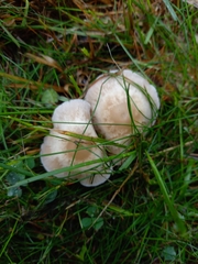 Candolleomyces candolleanus