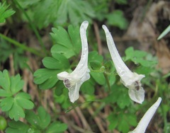 Corydalis emanueli