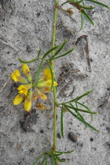 Rhynchosia ferulifolia