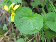 Viola caucasica