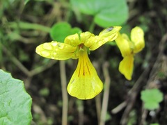 Viola caucasica