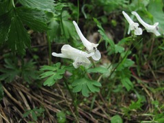 Corydalis emanueli