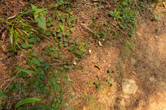 Cantharellus roseocanus