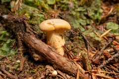 Cantharellus roseocanus