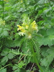 Pedicularis condensata