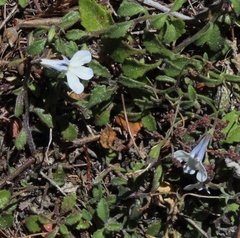 Lobelia boivinii