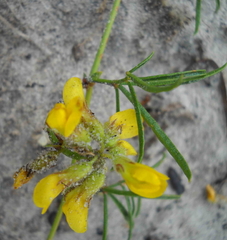 Rhynchosia ferulifolia