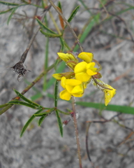 Rhynchosia ferulifolia