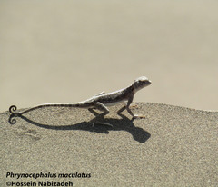Phrynocephalus maculatus maculatus