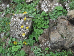 Dolichorrhiza caucasica