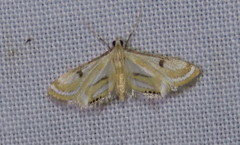 Tetrernia teminitis