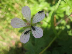Geranium ornithopodon