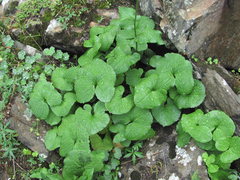 Dolichorrhiza caucasica