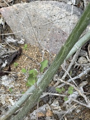 Euphorbia lomelii