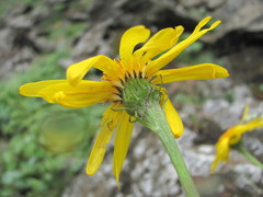 Dolichorrhiza caucasica