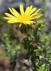 Cullumia setosa setosa