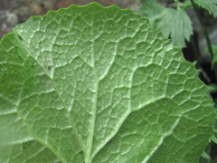 Dolichorrhiza caucasica