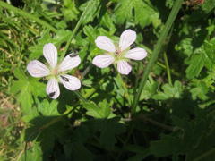 Geranium ornithopodon