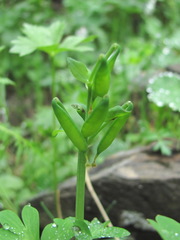 Corydalis emanueli