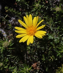 Cullumia setosa setosa