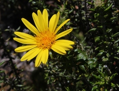 Cullumia setosa setosa