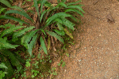 Cantharellus roseocanus