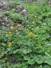 Ranunculus caucasicus